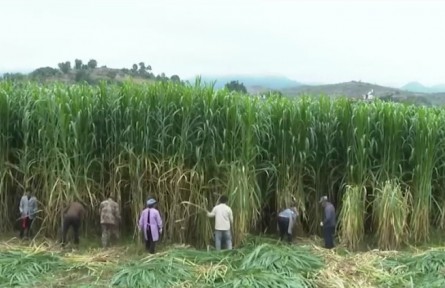 云南会泽：巨菌草养牛 大有“钱”途