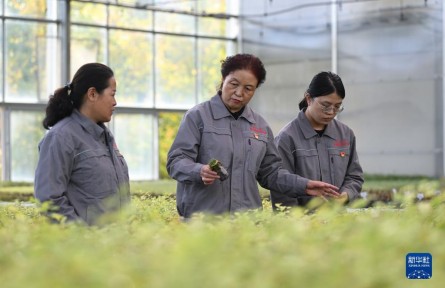 张锦梅：潜心培育适生树种 筑起高原“绿色长城”