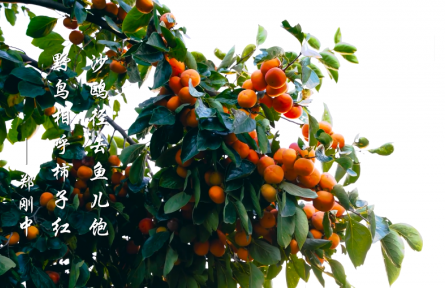 霜降，霜叶红于二月花