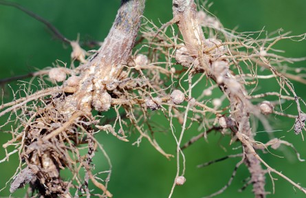 科技名词 | 根瘤菌 rhizobia