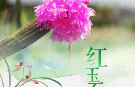 物种故事 | 红玉石斛：集美貌与药用价值于一身的兰科植物
