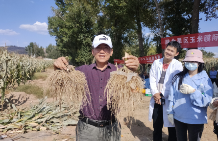 陕西榆林：膜际栽培新技术助农增收促振兴