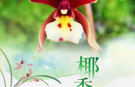 物种故事 | 椰香兰：呆萌可爱的椰香味植物