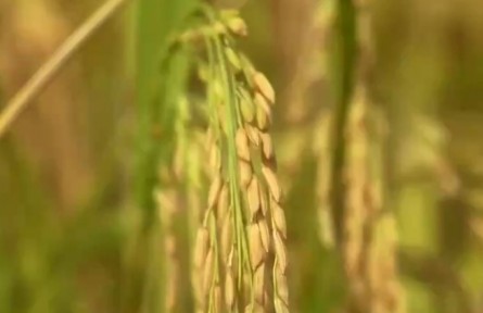 我国粮食生产稳定向好 全年粮食有望再获丰收