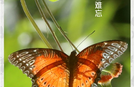 物种故事 | 红锯蛱蝶：一见倾心 过目难忘