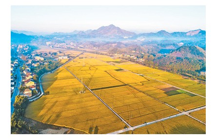 农业农村部：秋粮收获近九成 全年粮食有望再获丰收
