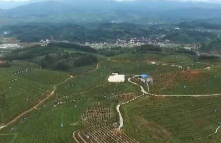 贵州黎平：“金果”满枝头 29万亩油茶林迎丰收