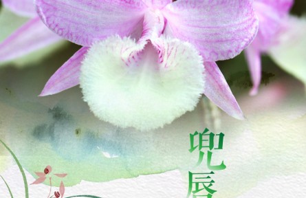 物种故事 | 兜唇石斛：自带芳香气味的“天宫瀑布”