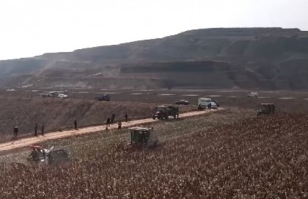 陕西榆林：谷子高粱迎丰收 助力农户增收