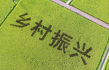 山东：做好乡村振兴大文章 让齐鲁样板更可期
