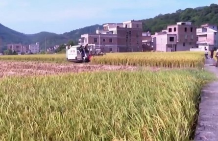 广东：各地晚稻相继开镰 稻花飘香绘就丰收乐章