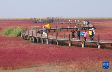 辽宁盘锦：辽河三角洲湿地