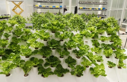云南昆明拟认定39个蔬菜交易中心生产基地