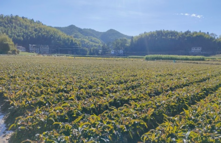福建永安：高山农业助力乡村振兴