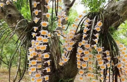 物种故事 | 报春石斛：花姿优雅的报春兰科植物