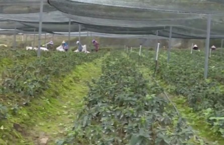 云南凤庆：发展林下经济 助力群众增收