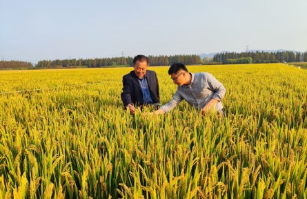 “老把式”携手新农人 走出科技新“稻”路
