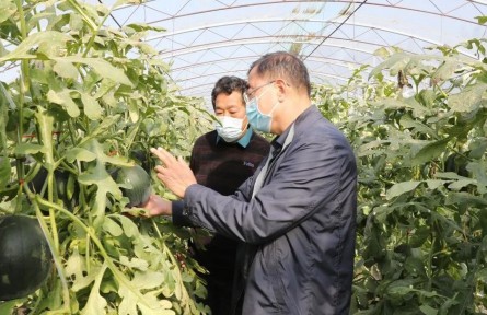 北京顺义：功能性西瓜首次试种成功