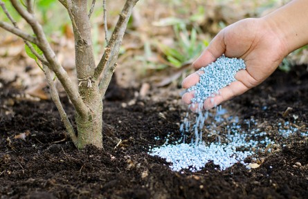 科技名词 | 氮矿化  nitrogen mineralization