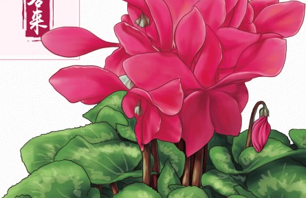 物种故事 | 仙客来：形似兔耳 “盆花女王”