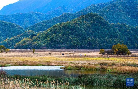 湖北神农架：大九湖湿地