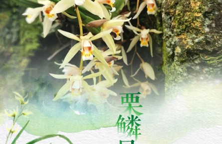 物种故事 | 栗鳞贝母兰：高山上的中草药“精灵”