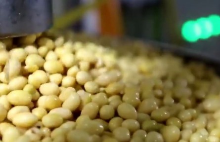 黑龙江齐齐哈尔：扶壮加工链 榨净“金豆子”