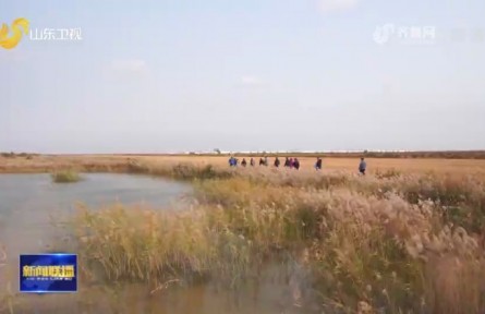 山东东营：耐盐水稻育种实现新突破 “盐黄香粳”亩产超505公斤
