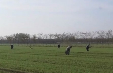 多措并举加强田间管理 确保小麦安全越冬