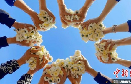 皖南古山村：菊花飘香丰收忙
