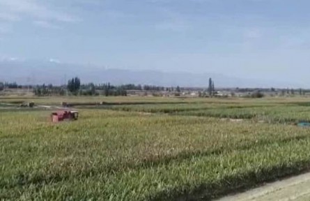 我国科学家成功克隆野生玉米高蛋白基因