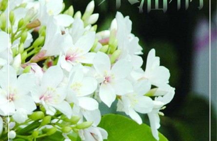 物种故事 | 木油桐：桐花似雪，年年纷飞