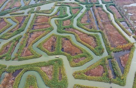 江苏宿迁泗洪：洪泽湖湿地生态修复入选国际案例