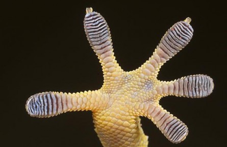 科技名词 | 仿生表面  biomimetic surface