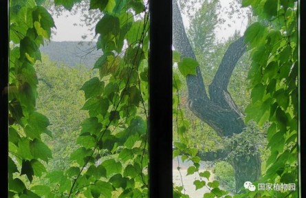 物种故事 | 地锦：斑斓多彩“爬山虎”