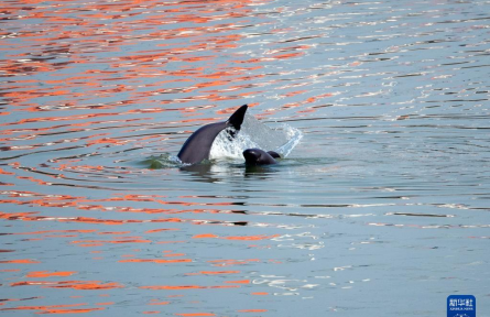 长江江豚 Yangtze finless porpoises
