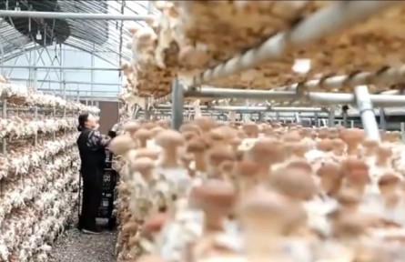 河南：惠农政策助力 特色产业升级