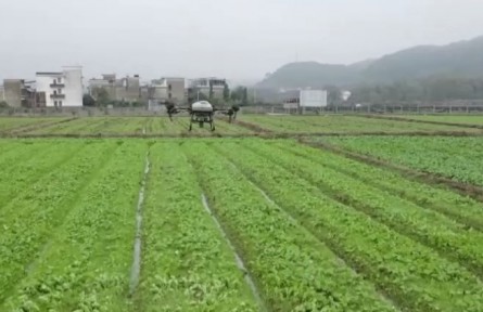 积极推广良种良法 打牢丰收基础