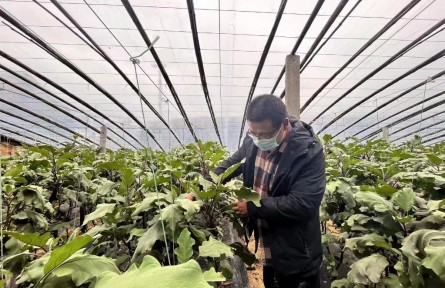 山东寿光蔬菜丰产畅销 确保蔬菜供应稳定