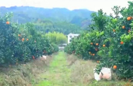 江西赣州：另辟“硒”径富乡村