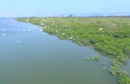 多样的生物 多样的精彩：生物多样性为什么那么重要？
