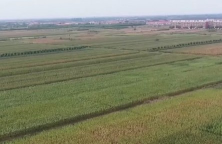 一块盐碱地里的“科技含量”