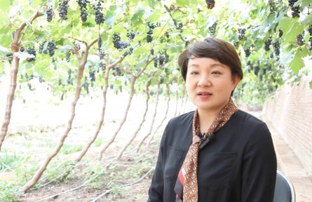 甘作“泥领”的十大女庄主⑥ | 朱小华：女庄主的葡萄王国