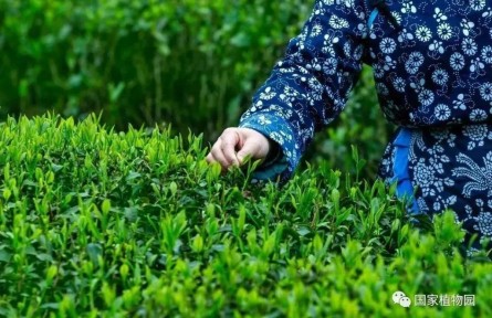 物种故事 | 茶：远播千年的茗香