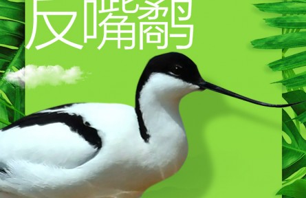 物种故事 | 反嘴鹬：鸟界“时尚达人”