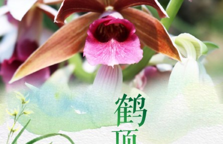 物种故事 | 鹤顶兰：亭亭玉立 展翅欲飞