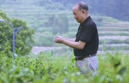 苏兴茂：茶园里的梦