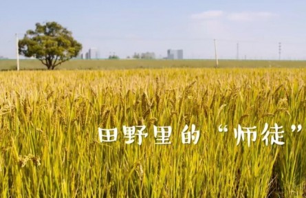 田野里的“师徒”