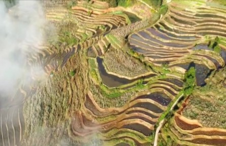 云南红河县：撒玛坝梯田上的云海盛宴