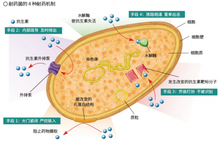 面对抗生素的“追杀”，细菌竟有这么多逃脱伎俩？